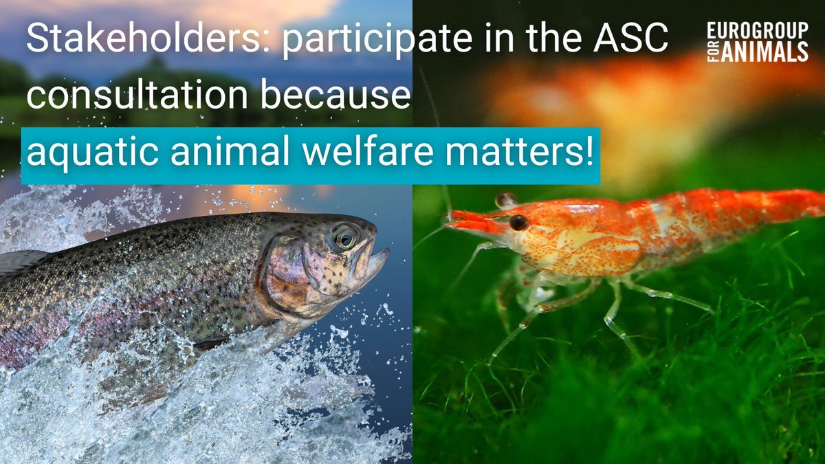⏳ Time is running out to participate in @ASC_aqua's new farm standard consultation. This standard could have a big impact on the lives of billions of farmed fish & shrimp. NGO's, researchers, farmers, retailers: don't miss the 20 May deadline! 👉bit.ly/3Q5nvb0
