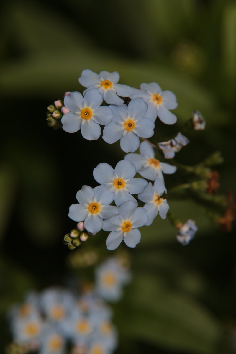 Forget-me-not 🥺 #Photography #Flowers