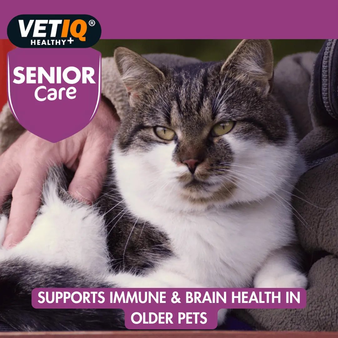 Our furry friends' health needs evolve as they age. VETIQ® Senior Care is here to support! Packed with essential nutrients, it helps maintain your senior pet's joint health & energy. Learn more ➡️ vetiq.co.uk/product/vetiq-… #VETIQ #SeniorPetCare #PetHealth