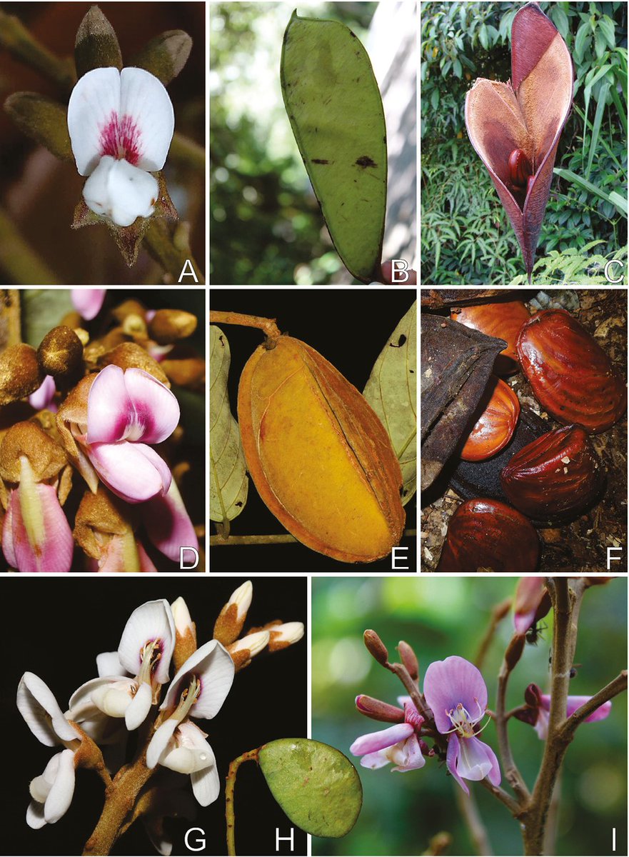 This months #EditorsChoice reveals a new genus of early-branching papilionoid legume in the Amazon through molecular phylogeny! Thought to be monophyletic, Clathrotropis is actually comprised of 3 lineages! Read more below academic.oup.com/botlinnean/art… @OxfordJournals @LinneanSociety