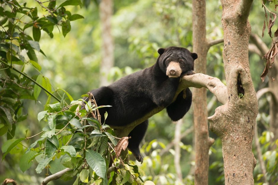 It's #InternationalSunBearDay! The smallest & rarest of all bear species, they live reclusive lives deep in the forests of South East Asia. Deforestation is a signficant threat to their survival. By choosing #SUSTAINABLE #palmoil, we can all help to protect sun bears every day!