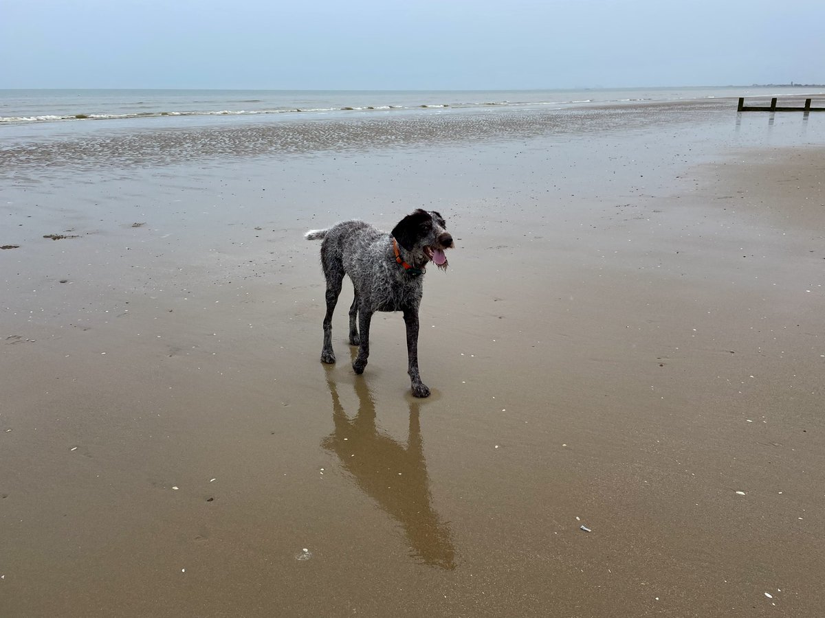 Loving life #happy #thursday #everyone #love #adventure #outdoors #vitaminsea #seastheday #dog #dogsofinstagram #beach #beachdog #sand #sea #dogsoftwitter