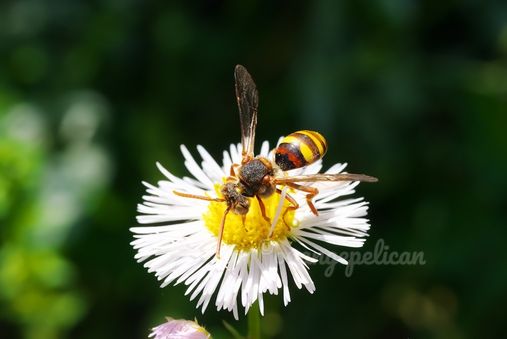 そしてまたダイミョウキマダラハナバチ。
Nomada japonica