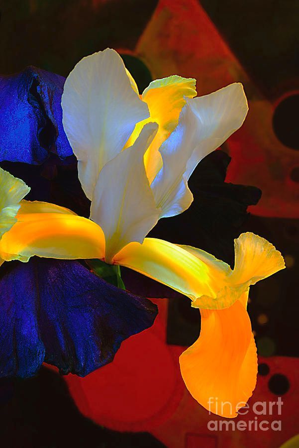 #Iris #Flowers #AlexanderVinogradov
For #prints look here  buff.ly/2ZHUvJw
#spring #garden #alexander_vinogradov_photography #love #botanical #PositiveVibes #floral #PhotooftheDay #FlowersOfTwitter #ArtoftheDay #artsale #artcollector #artwork  #homedecor #ArtLovers