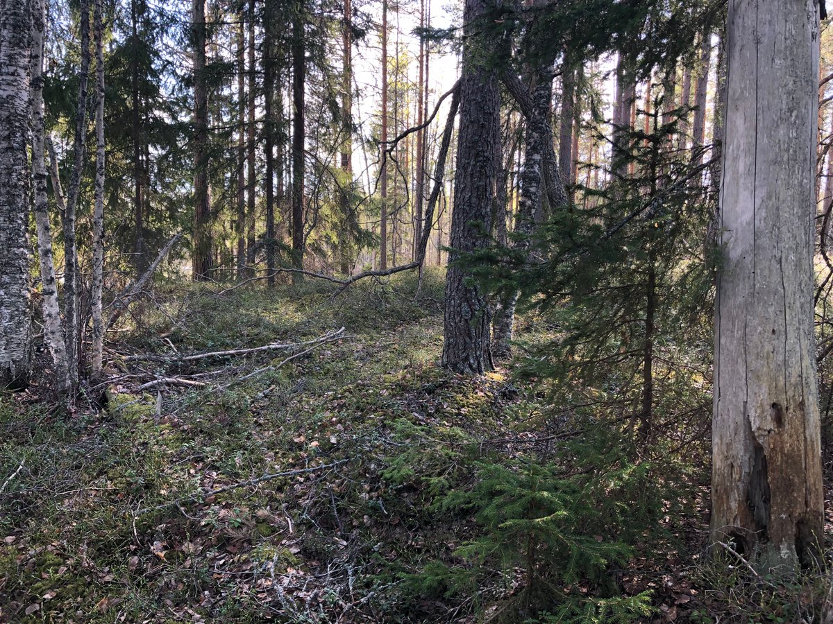 Taas tätä. Suomen hyvinhoidetuissa metsissä puuta riittää, mutta maan 2. suurin metsänomistaja @Tornator3 hakkaa Saimaalla muutaman hehtaarin pikkusaariakin. Puumalan Lävistönsaareen yhtiö ideoi siemenpuuhakkuun. Pari säästöpuuta merkattu. Luonnontilaisen kaltaista vanhaa metsää.