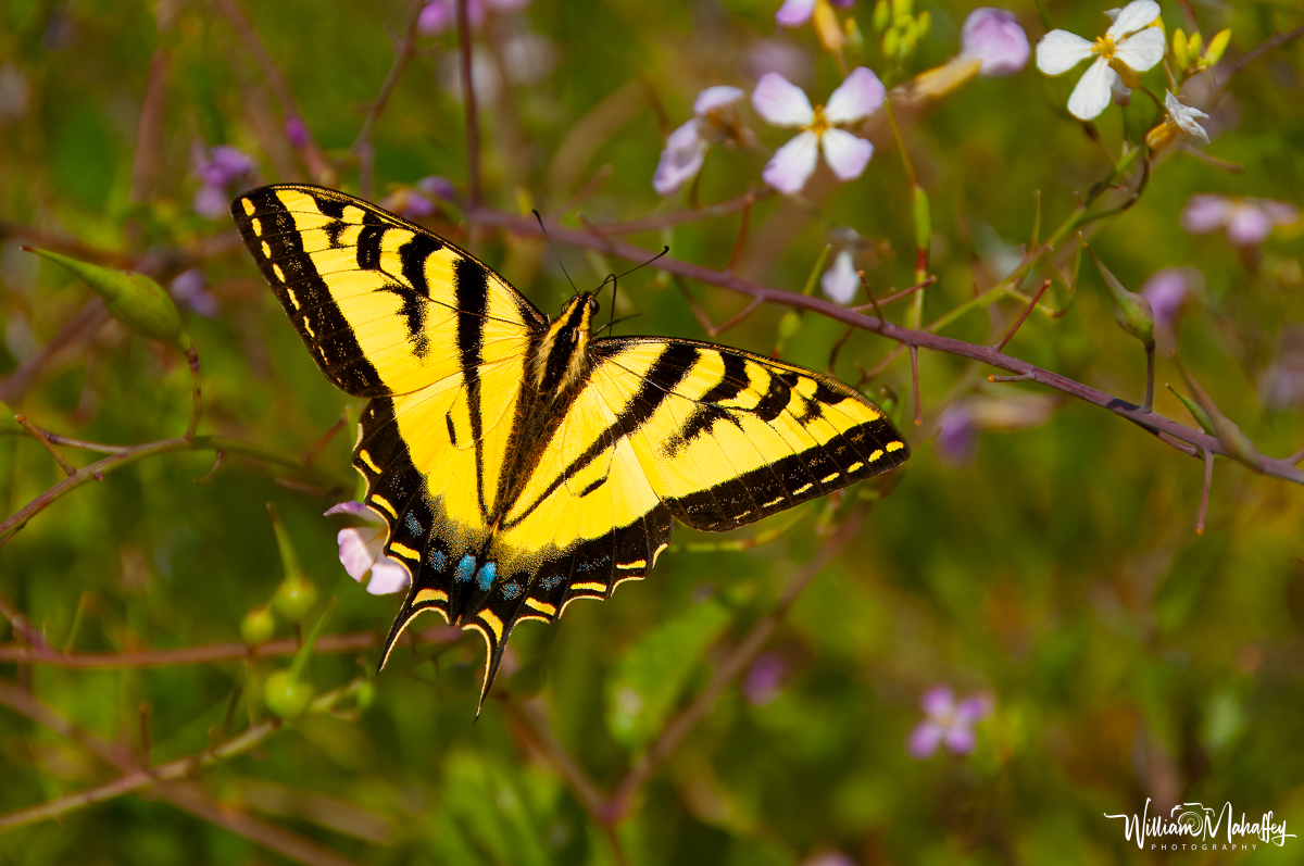 Swallowtail Papilio Machaon from San Diego CA. #photooftheday #Sony #macrophotography #MacroHour #ThePhotoHour #nature #NaturePhotography #naturelovers #photography