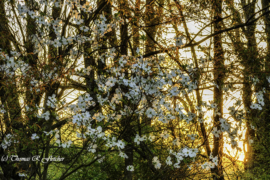 'Blooming Dogwood at Sunrise'
#springtime #AlmostHeaven #WestVirginia #Highlands #ThePhotoHour