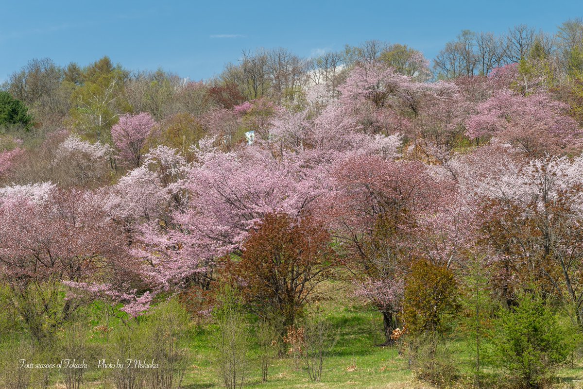 初めて訪れた桜の森🌸
十勝には、まだまだ知らない桜の名所がありました
北海道十勝地方

#北海道 #十勝 #桜