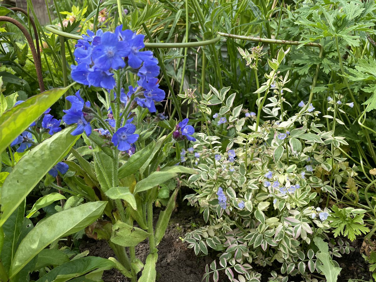 アンチューサ💙とポレモニウム🩵
やっぱり青系の小花は可愛いね😍
#mygarden
#gardening
#flowers
#うちの庭
#ガーデニング
#園芸
#TLを花でいっぱいにしよう