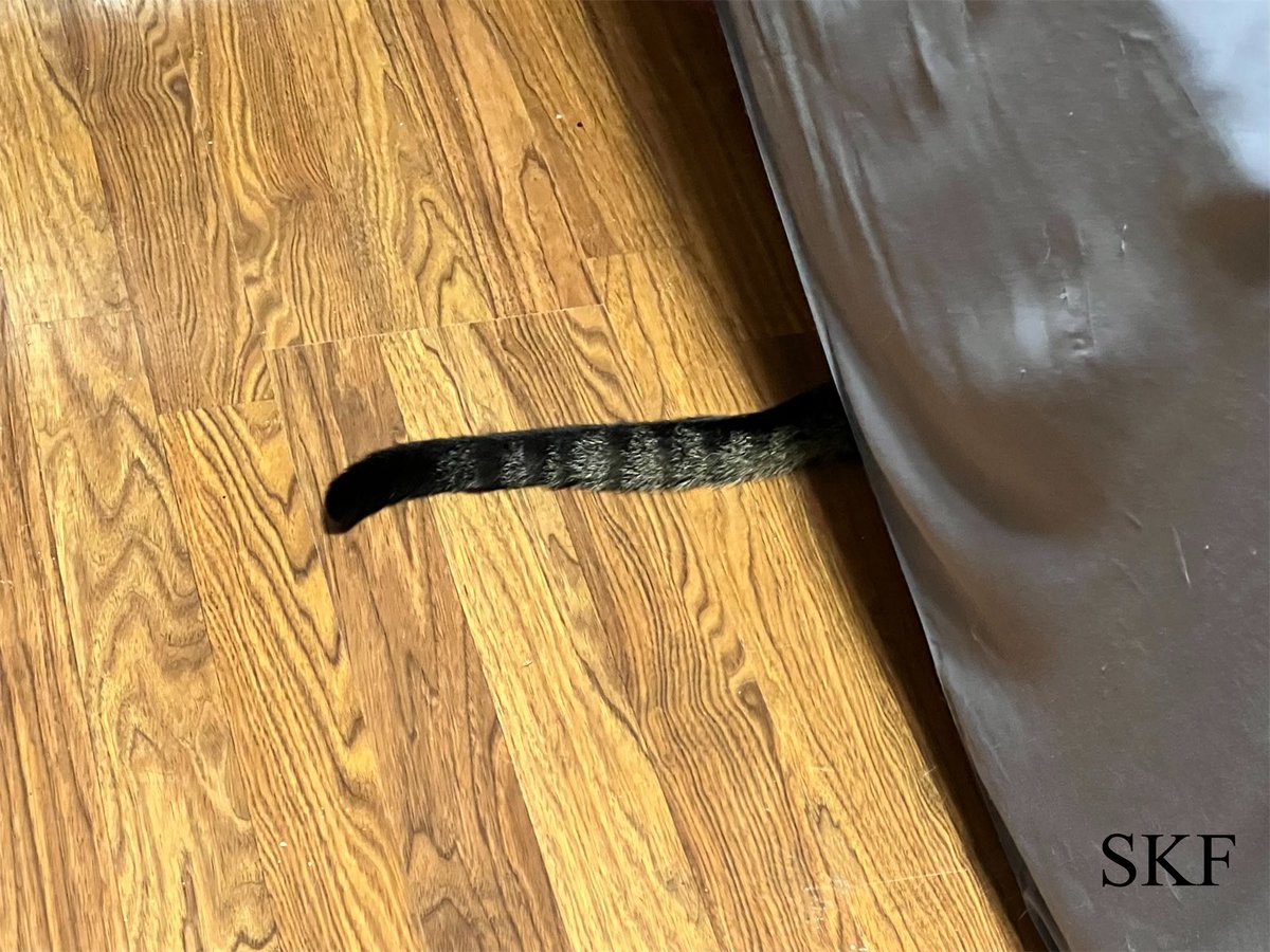 Lone Wolf: Hello Everyone, after our #FluffyFursday Morning Breakfast I’m playing hide and seek with the rest of cats, But I don’t why the Big Guy is laughing at me if he can’t see me. 😹😹😹 #CatsOfTwitter #Tabby #Purrs4Peace