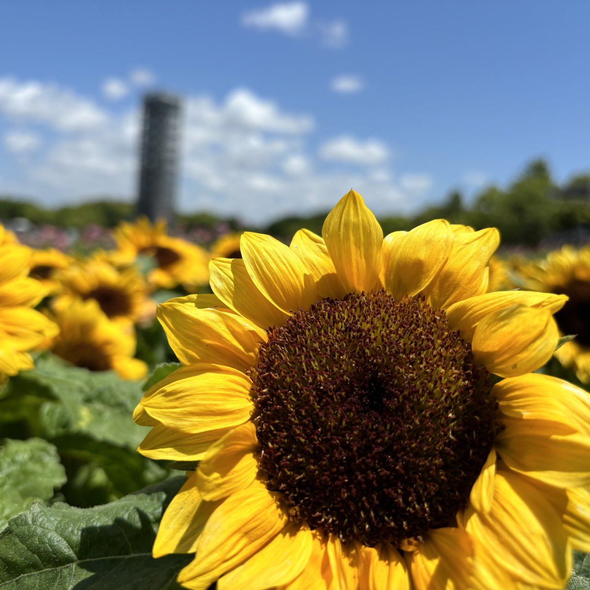 先週末 #浜名湖花博2024 でステージイベントを行いました！ たくさんの