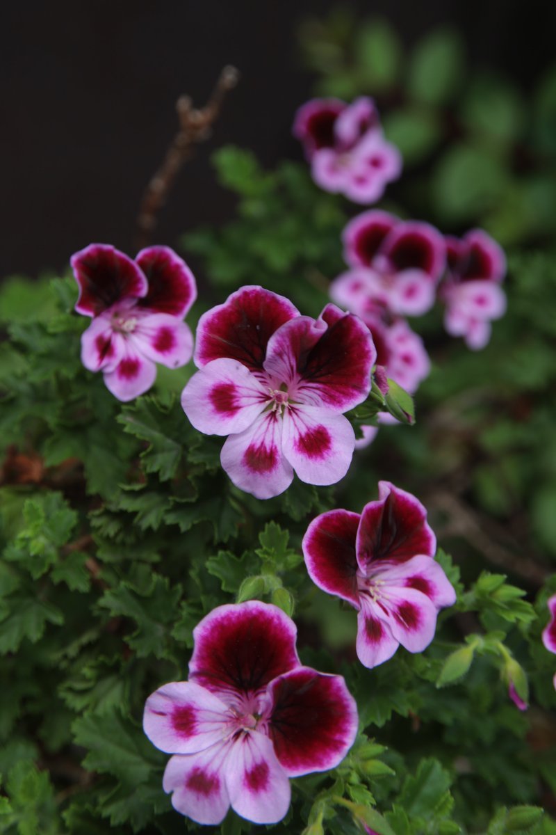 Pelargonium 😊

#Photography #Flowers