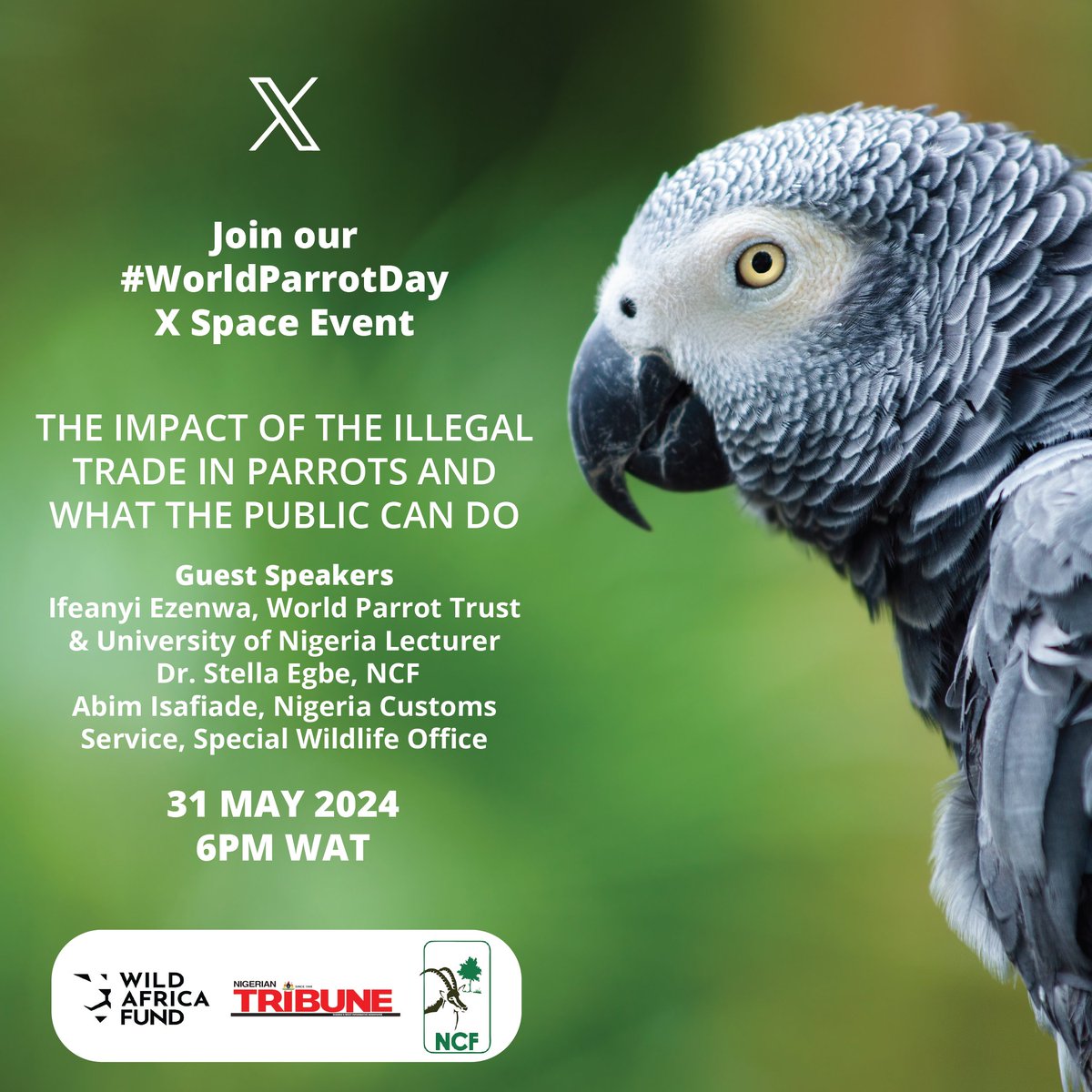Wild Africa (@wildafricaorg) on Twitter photo 🦜 Did you know that the African grey parrot population declines by 21% every year?
This #WorldParrotDay, tune in for an in-depth discussion with @WildAfricaFund, <a href="/nigeriantribune/">Nigerian Tribune</a>, <a href="/ncfnigeria/">NCF</a>, <a href="/ParrotTrust/">World Parrot Trust</a> and <a href="/CustomsNG/">NIGERIA CUSTOMS</a> on the impact of the illegal trade in parrots and what 🦜 Did you know that the African grey parrot population declines by 21% every year?
This #WorldParrotDay, tune in for an in-depth discussion with @WildAfricaFund, <a href="/nigeriantribune/">Nigerian Tribune</a>, <a href="/ncfnigeria/">NCF</a>, <a href="/ParrotTrust/">World Parrot Trust</a> and <a href="/CustomsNG/">NIGERIA CUSTOMS</a> on the impact of the illegal trade in parrots and what