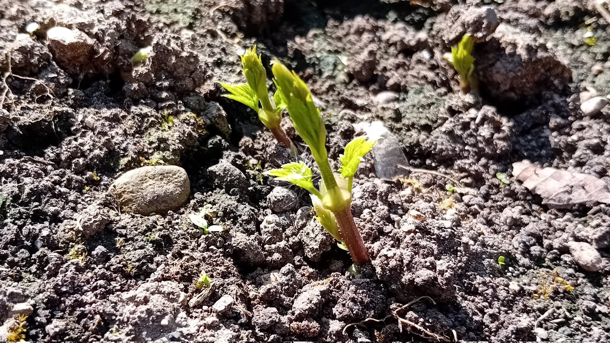 The first shoots of our newly planted Chinook hops are up this morning and already enjoying the sunshine.

#Ballykilcavan #Laois #IndependentBeer