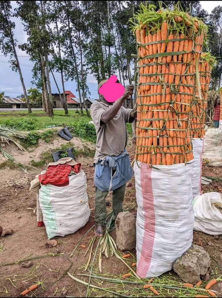 Kenvelocity's tweet photo. Molo residents strive to make ends meet yet a fool they elected,implements motor vehicle and houses Levy taxes to impress Gachagua https://t.co/0GGADUAkSB