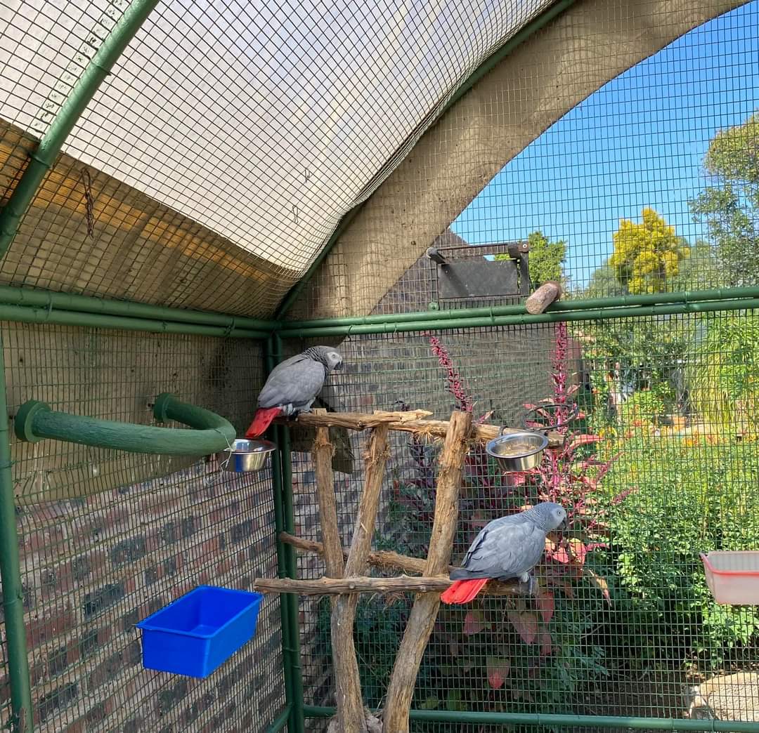 So happy for these guys - and thanks to all of you that support us for making it possible - it's out of cages and into this aviary for these Greys. Yay. Rehabilitation is hard but small wins make it worthwhile. ❤️❤️❤️