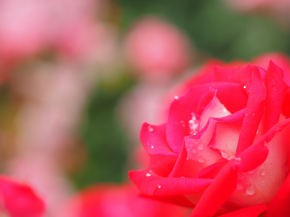 平塚市街地をフォト散歩
#八幡山公園の洋館
#神奈川 
#湘南
#平塚 
Date:2024.05.16