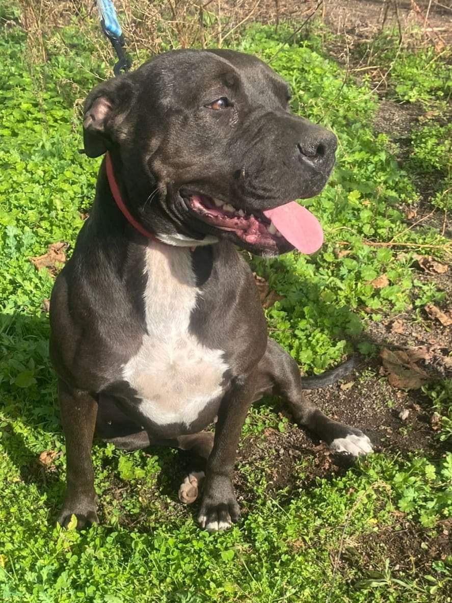 Questo tesoro di vellutino è Isabella😍abbandonata in un tugurio a catena fin da piccola.Oggi ha 3anni,Pitbull equilibrata,sana,sterilizzata,chip e vaccini Si trova in provincia di Napoli,si affida seguita con estrema attenzione dalla sua referente Per info 338.2291722 Luisa