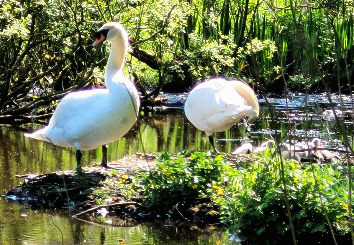 This year's cygnets... Strichen. Noo.