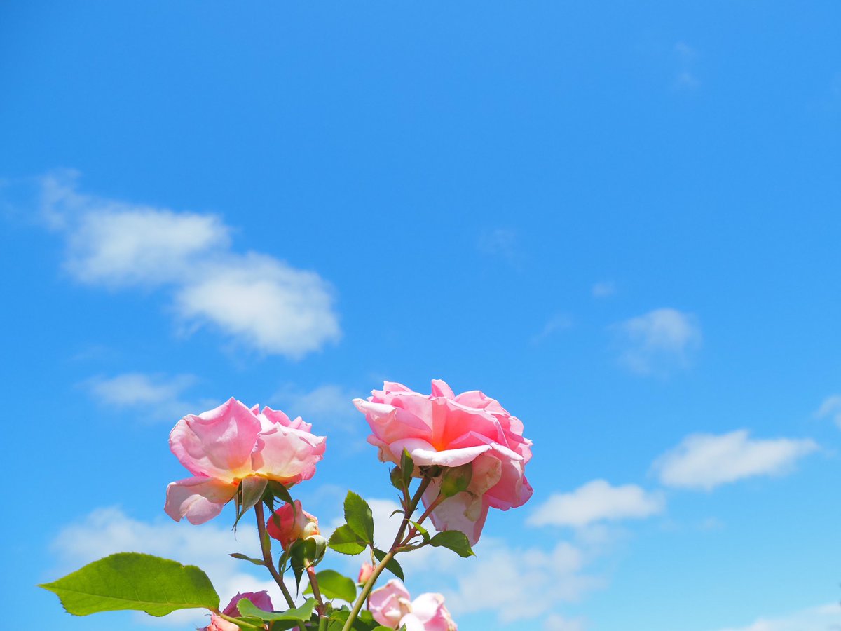 花菜ガーデンをフォト散歩
#バラ
#神奈川 
#湘南 
#平塚 
Date:2024.05.16