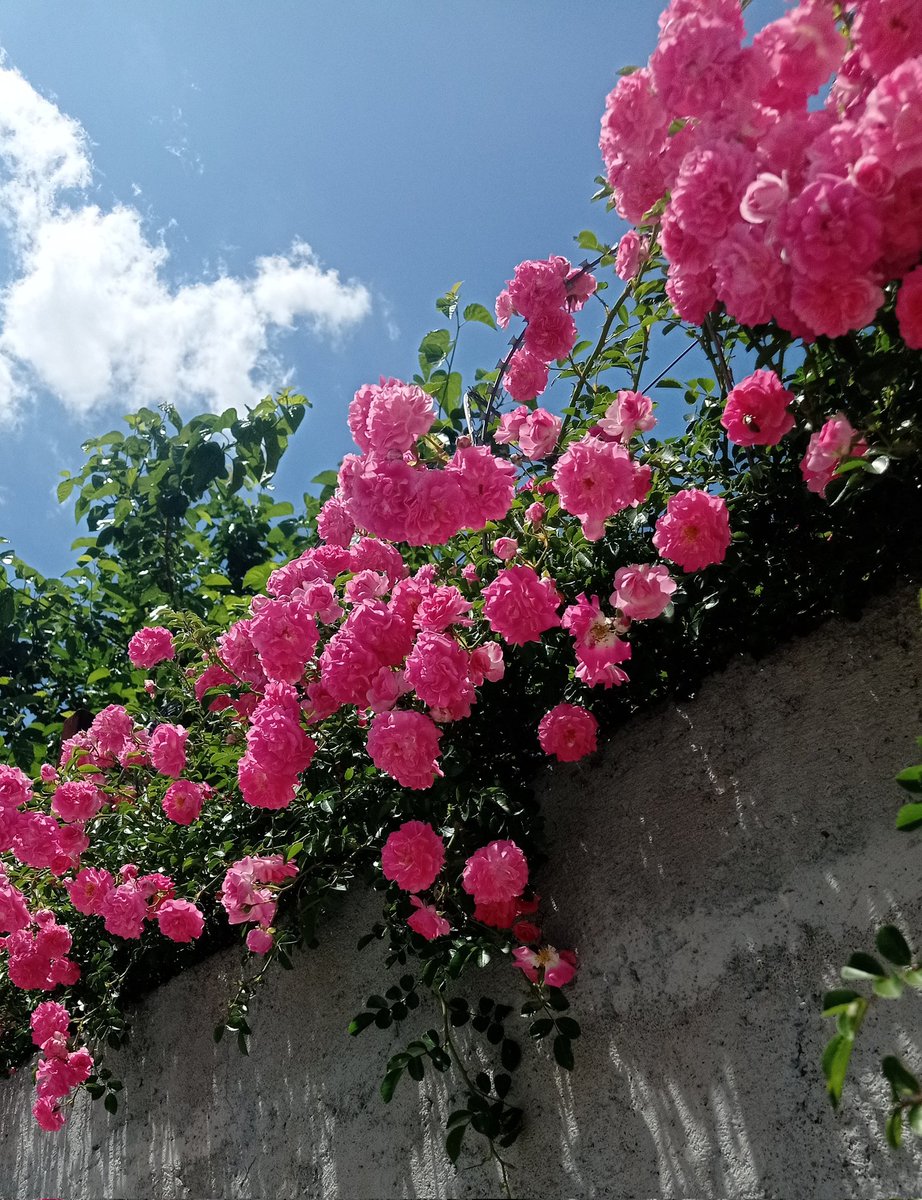 Çiçek de benim çiçekli günler de🌸