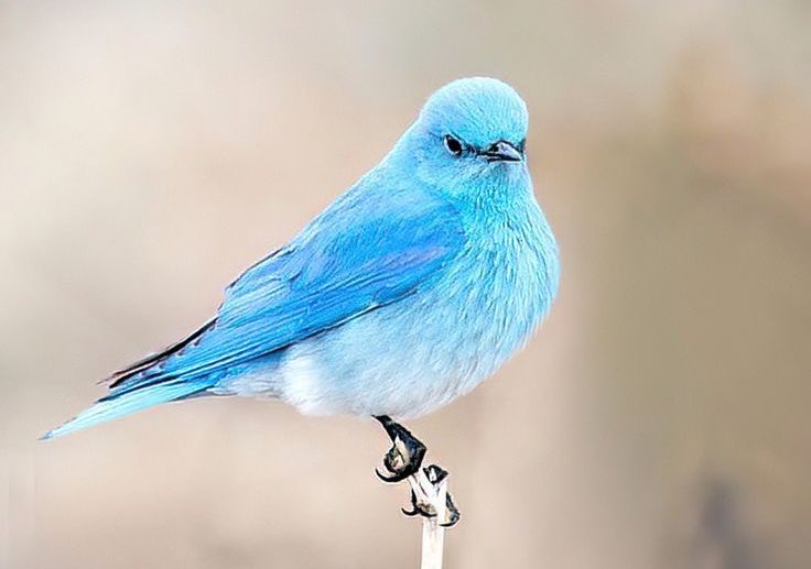 طائر أزريق الجبل Mountain Bluebirds
شعار تويتر سابقا