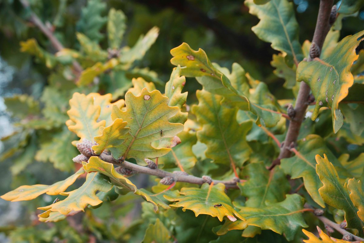 Mediterranean oak leaves. #Photography #NatureEscape #Treetime #beautifulplaces #NatureStudyNirvana #biodiversidad