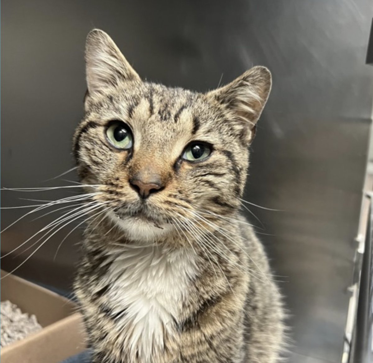🆘🆘 For Marcus 8 yo in Manhattan ACC 🔥
Only 250 usd is too low to save him 😿🙏

INJURED 😿🤬🔥🔥
🚨MEDICAL PRIORITY🚨
NEEDS OUT ASAP 🔥

Marcus was brought in by field as an injured stray. Bleeding cat found in school yard.

Please RT or pledge if you can to save his life