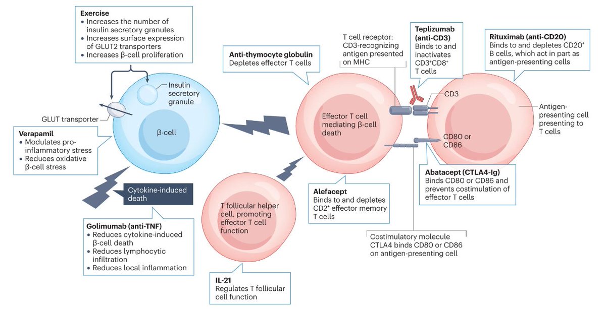 A perspective on treating type 1 #diabetes mellitus before insulin is needed, from Danijela Tatovic, Parth Narendran & Colin M. Dayan (£) go.nature.com/3nZ0204