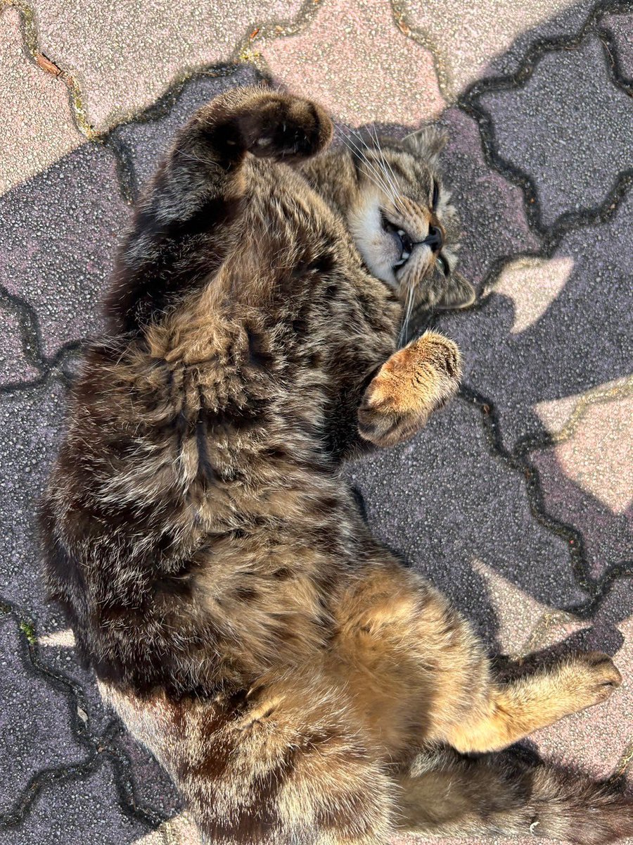 ynu_neko's tweet image. ごろにゃんビター
Bitter is just chilling out!!

 #猫がいる暮らし #横浜国立大学 #地域猫 
#cat #catlover #catwitter #CatsOfTwitter #ynu