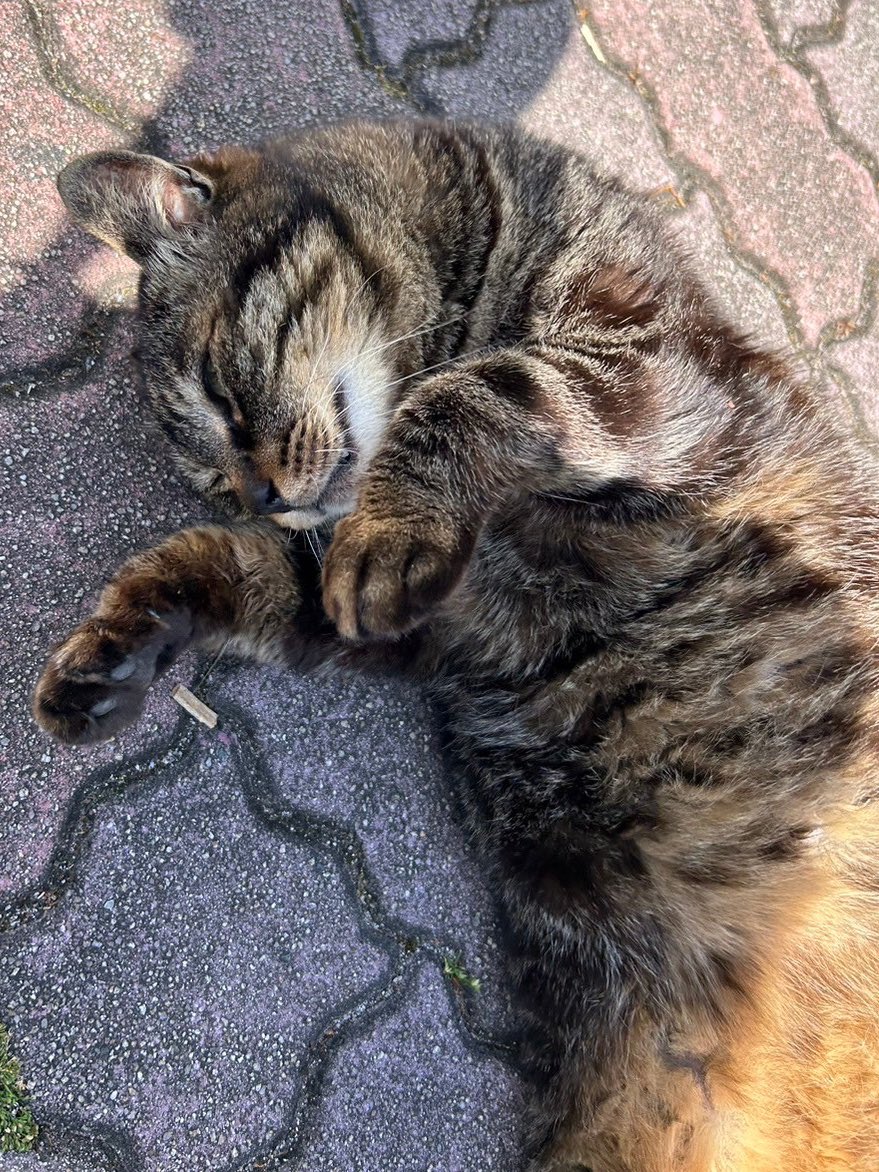 ynu_neko's tweet image. ごろにゃんビター
Bitter is just chilling out!!

 #猫がいる暮らし #横浜国立大学 #地域猫 
#cat #catlover #catwitter #CatsOfTwitter #ynu