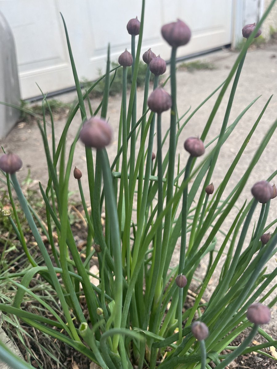 Picking some driveway chives for tonight’s chili!🌶️