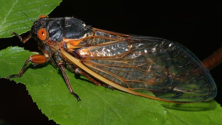 'Some places may have more than a million cicadas emerging and screaming at the same time. It promises to be an epic event this summer!' Read more in @erinwhodgson's article at crops.extension.iastate.edu/blog/erin-hodg… @ISUExtension @ISU_YardGarden 📸Susan Ellis, Bugwood.org