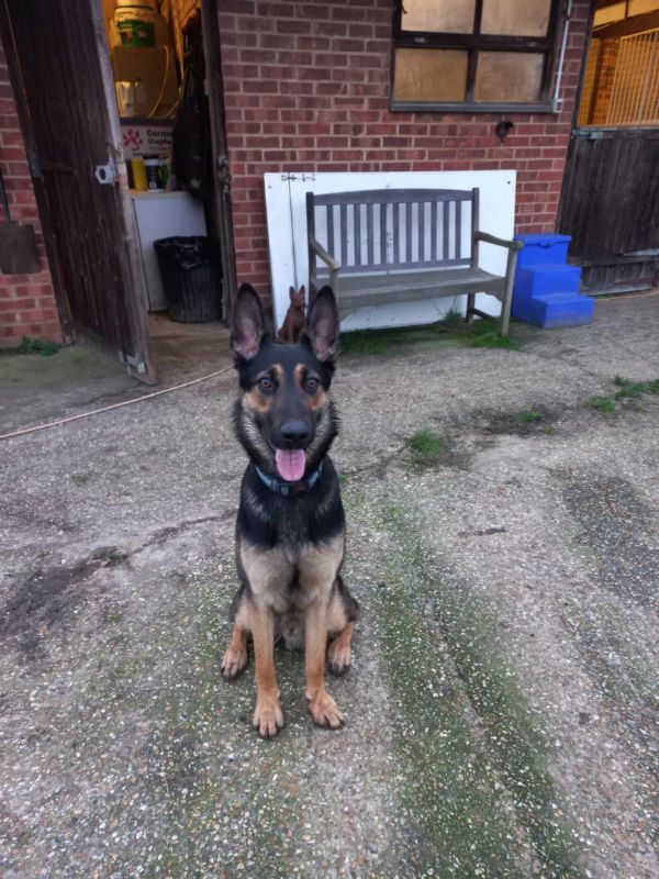 Bear is 17mths old and he can live with older kids and other #dogs, Bear did find a home as a puppy but wasn't given boundaries so came back to us and is now back on the right path #germanshepherd #Surrey gsrelite.co.uk/bear-pearl-pup…