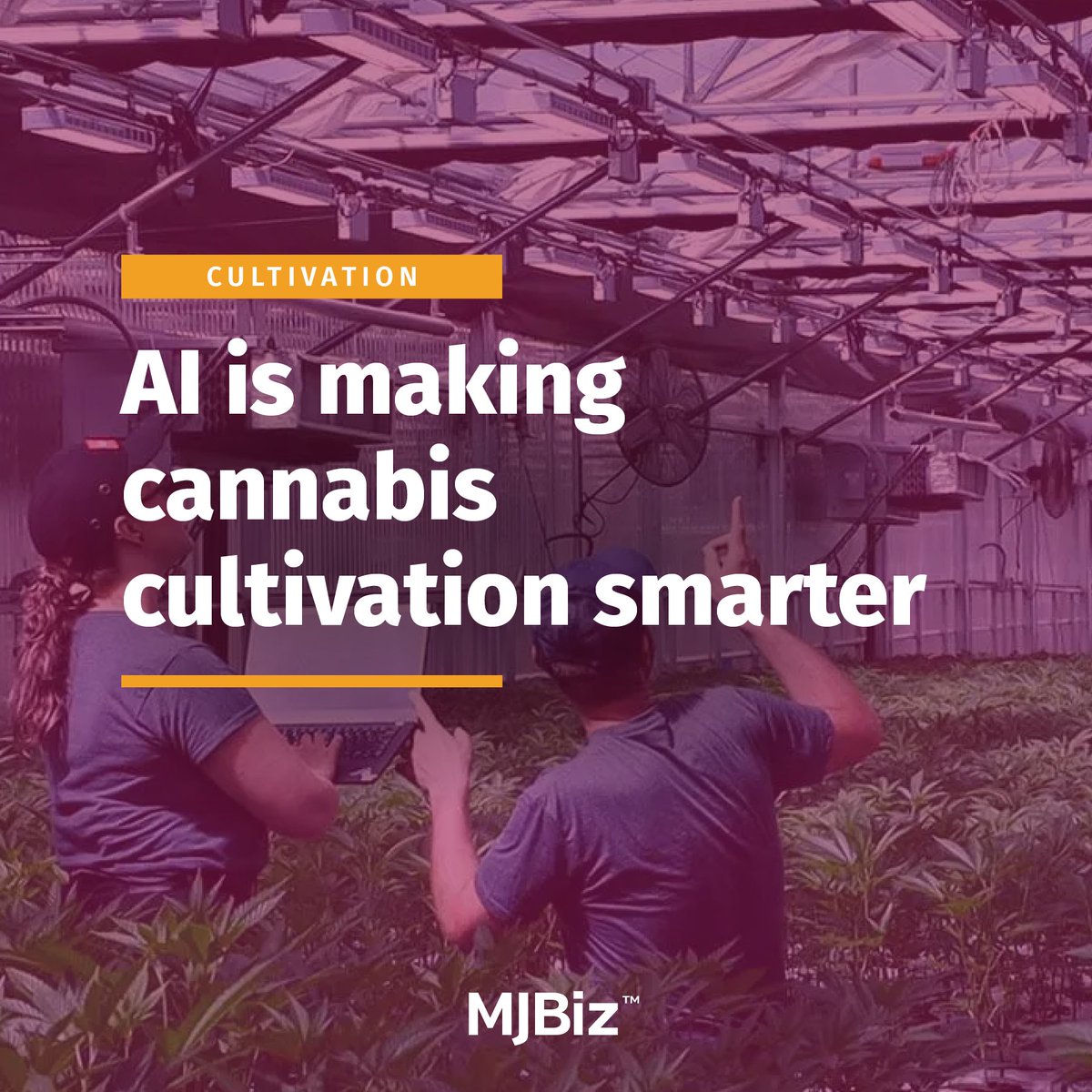 Machine learning is becoming increasingly common in indoor #cannabis grows, as cultivators use sophisticated sensors and cameras to maintain optimal growing conditions, sound the alarm about threats such as pests or disease and reduce labor costs associated with both menial and