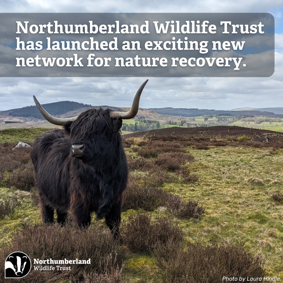 We've launched a new network group for Northumberland! The Wilder Northumberland Network, which is funded by the Reece Foundation, will be connecting land managers who currently, or would like to, undertake nature recovery actions. nwt.org.uk/news/new-netwo…