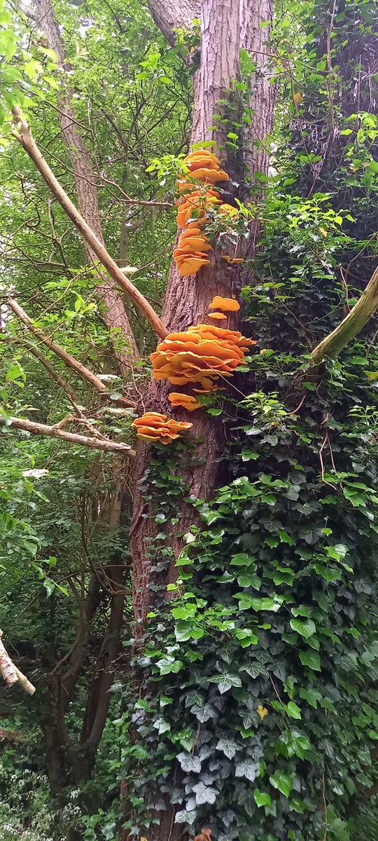 I usually don’t  get over excited over fungi, however I thought this one today was quite impressive.🍄