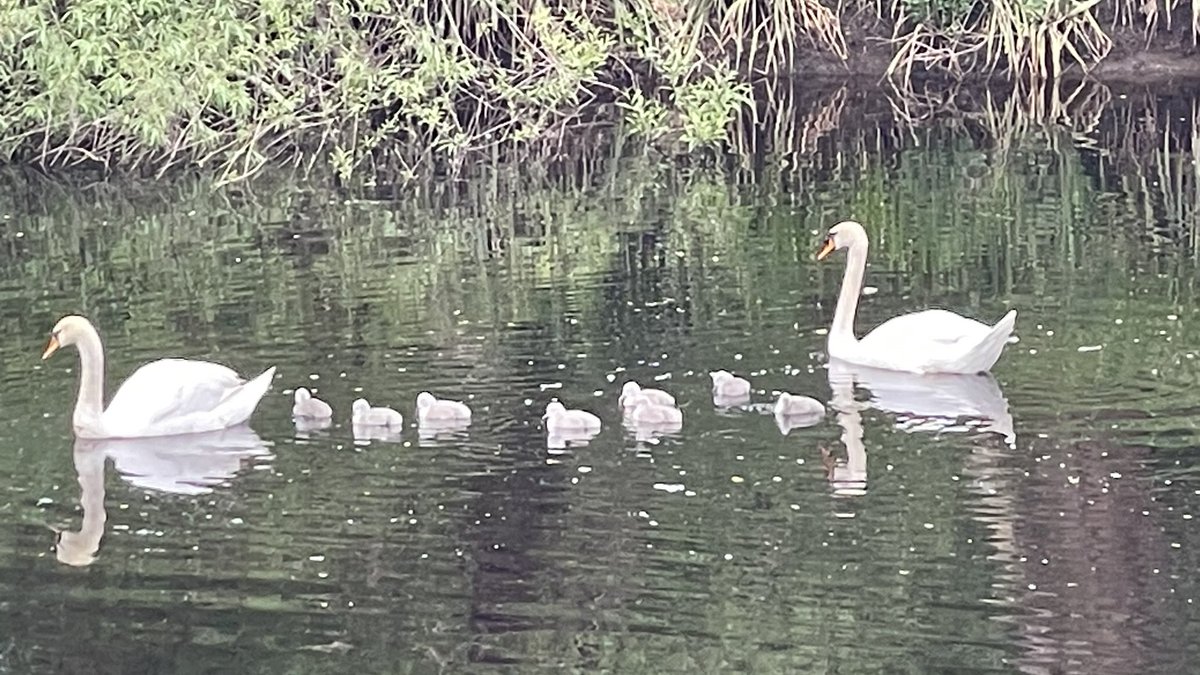 First time I’ve seen this! So cute.Just dodgy phone image.River Wharfe, Otley