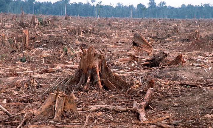 Did you know? Every six seconds, the world loses a soccer field size of primary rainforest, underscoring the rapid pace of deforestation and its impact on ecosystems. #WhatHasChanged #Act4Nature @WWF @CSDevNet1 @PACJA1 @aacjinaction @BalarabeAbbas_ @FMEnvng @BESNet_UNDP