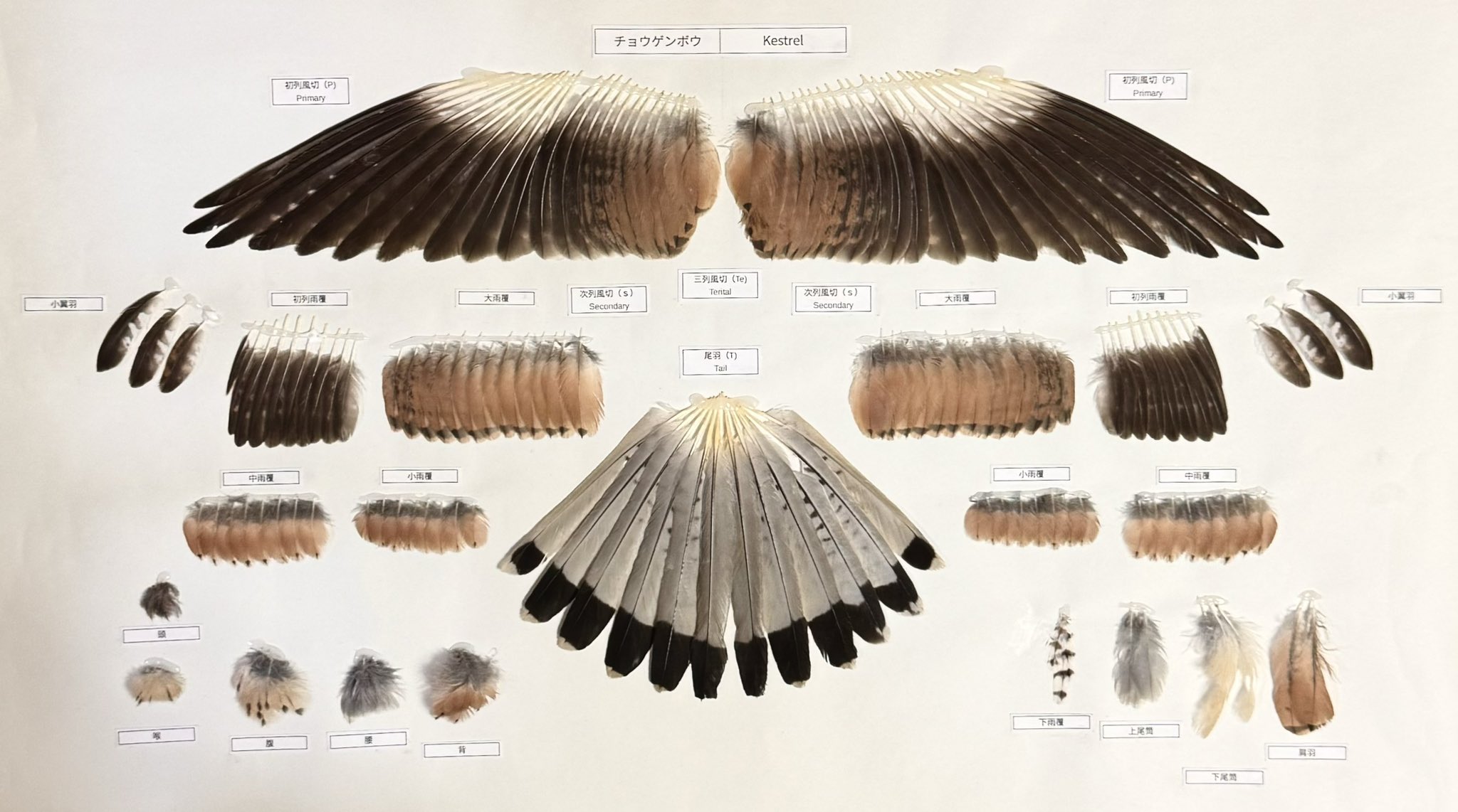 feather specimen (@Iy4SfxjToE29684) / X feather specimen (@Iy4SfxjToE29684) / X