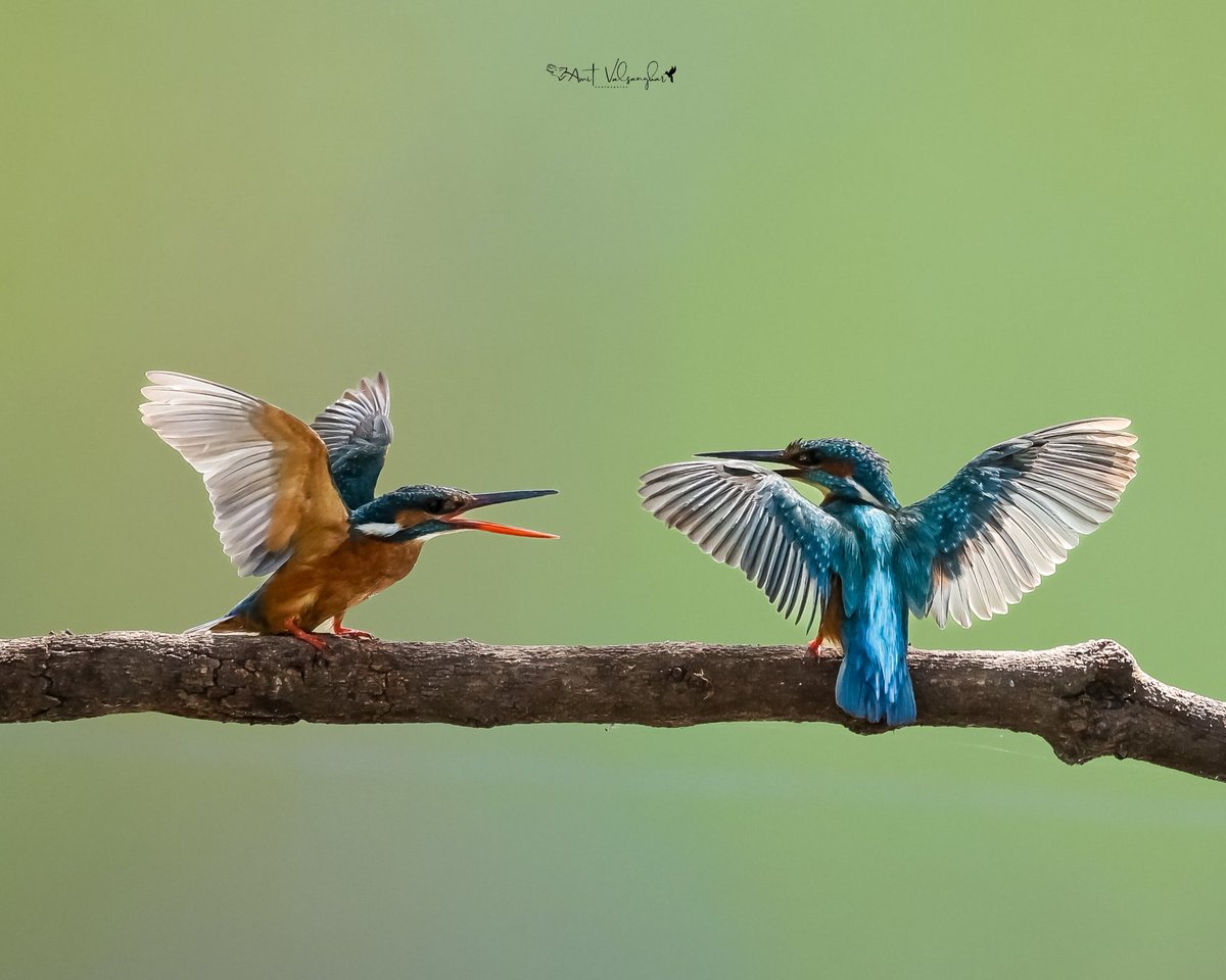 Common Kingfisher #kingfisher #kingfishers #smallbluekingfisher #smallbluekingfishers #blue #canonindiaofficial @Canon_India @NatGeo @NatGeoIndia #ThePhotoHour @IndiAves #indiaves #BirdsSeenIn2024 #natgeowild @natgeowild #birdwatching #BirdsUp #BirdsOfTwitter @AnimalPlanetIn
