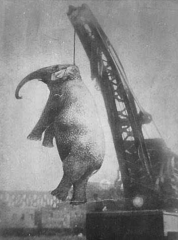 In 1916, a circus elephant named Mary was hanged to death in front of people, including children, for killing the unqualified assistant elephant trainer immediately after he prodded her with a hook for no reason. An autopsy discovered that she had a severely infected tooth and