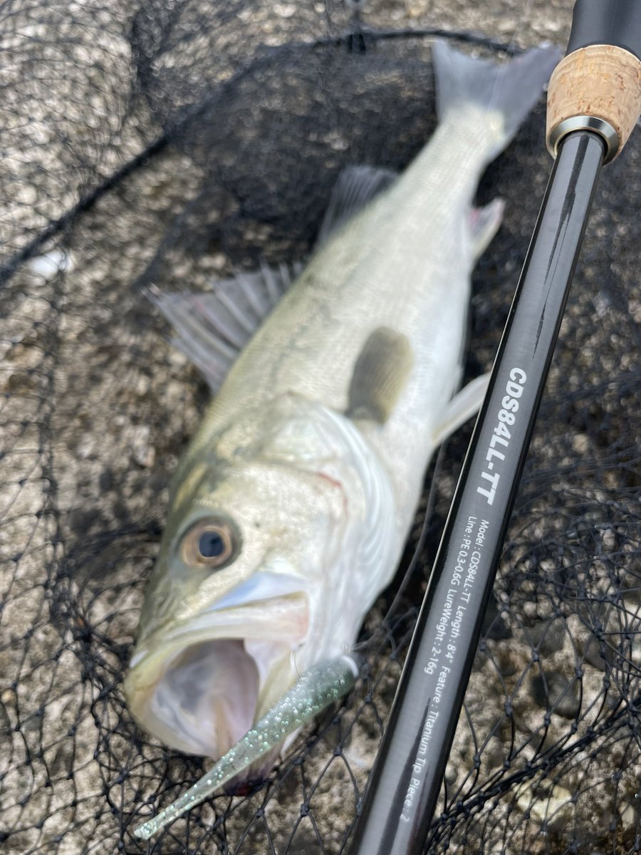 コアマン デイスターCDS84LL-TT TITANIUM SENSOR