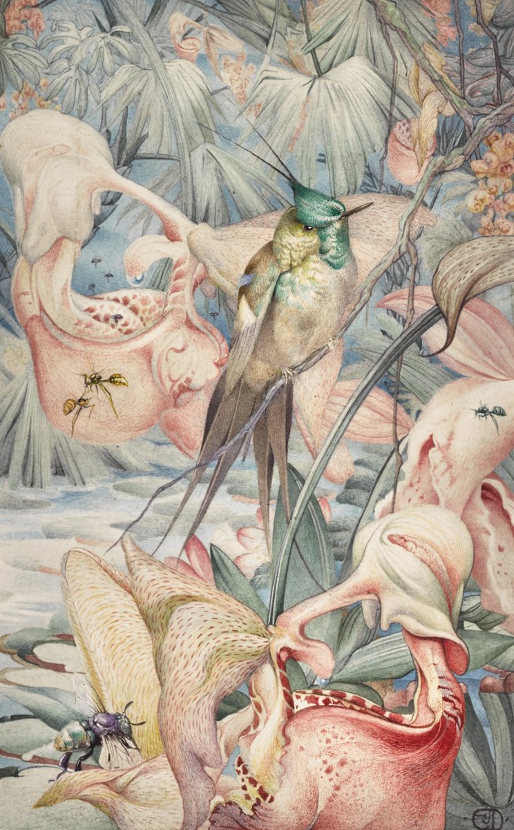 Edward Julius Detmold, Illustration for M. Maeterlinck’s 'Hours of Gladness', Watercolour