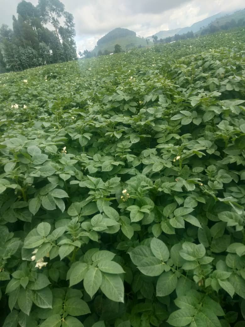 A farmer from Kibungo sector in @NgomaDistrict plans to harvest 500kg of Irish potatoes (Kinigi) on May 20, 2024. You can place a pre-order today by visiting ehaho.rw/pre-order/2024… or by calling us at +250786506040.