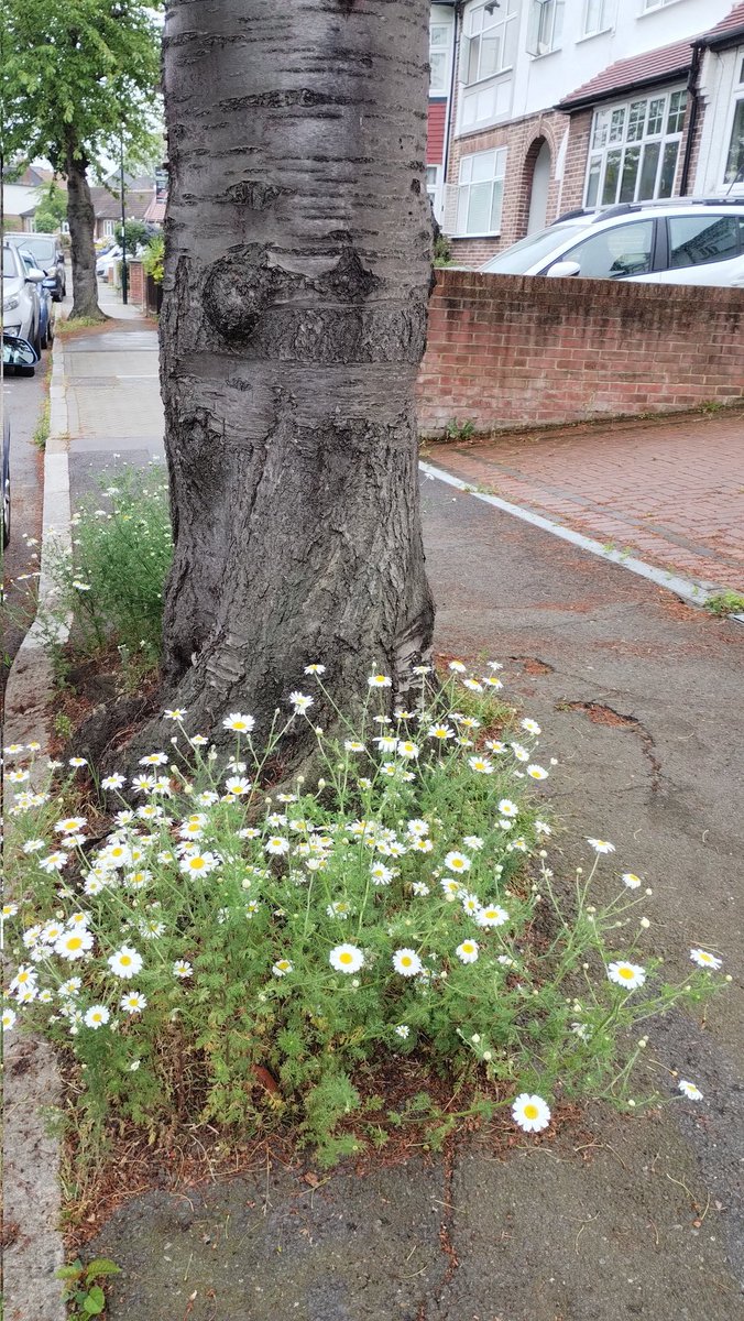 Dashed some wildflower seeds by the tree outside at the end of the season last year and now it is full of Corn Chamomile. #wildflowers #communitygarden #guerillagardening #se23