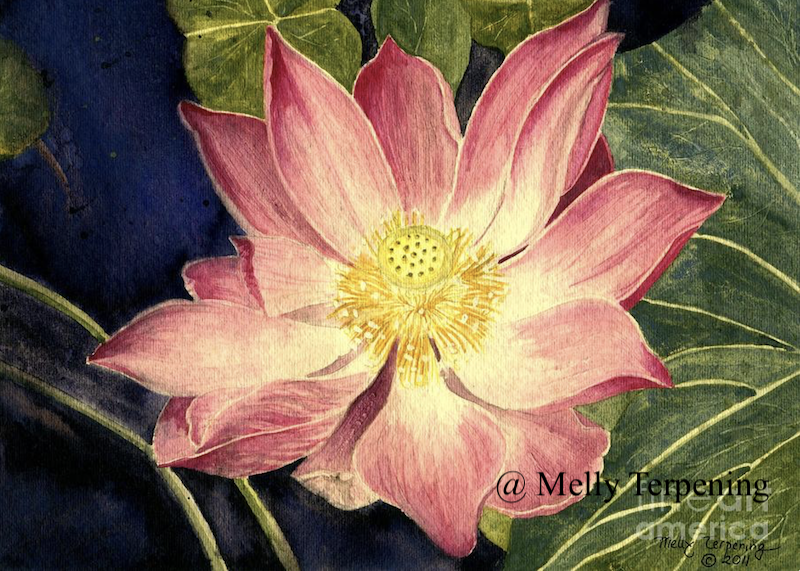 Artwork for sale -'Nelumbo Nucifera 1'- fineartamerica.com/featured/nelum…
#lotus #floralart #floral #flower #art #painting #watercolor #homedecor