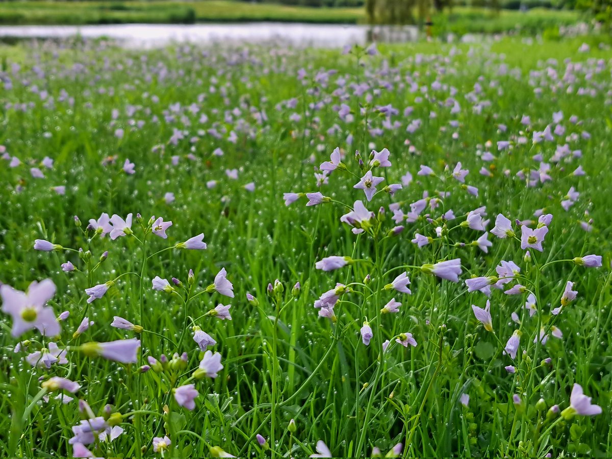 De Pinksterbloem.... hele velden, biodiversiteit is een fluitje van een cent