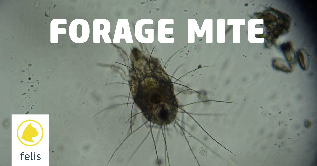 Forage mites live in stored food products. They are non-parasitic mites, but they can act as allergens and result in atopic dermatitis in dogs and cats. 

Find out more from this brand new article from #vetlexiconfelis.

bit.ly/3Uxyk73
