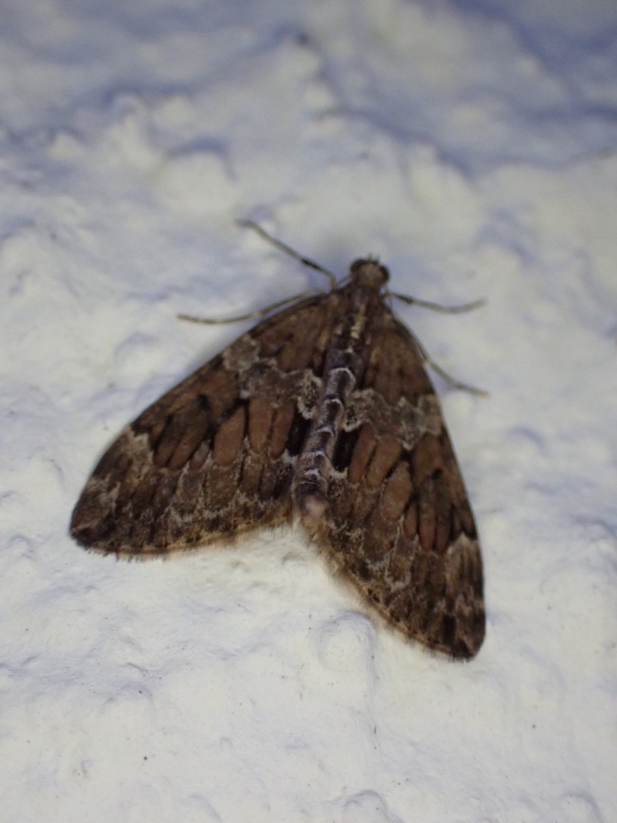 10 species in the garden (VC29) this morning - Nothing of real note